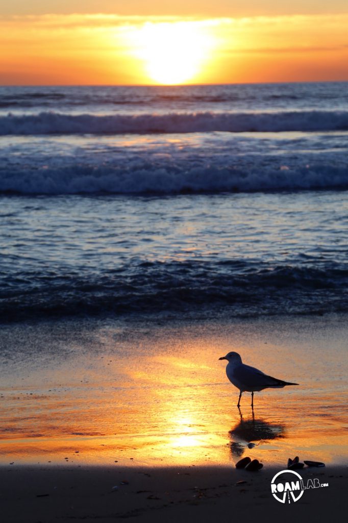 In which we kill time chasing sea gulls and photographing seashells at Dockweiler State Beach.