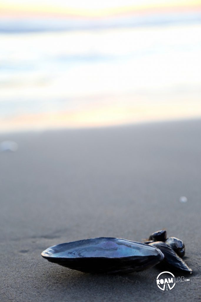 In which we kill time chasing sea gulls and photographing seashells at Dockweiler State Beach.