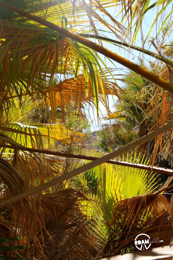 In the middle of the California desert is the Thousand Palms Oasis.