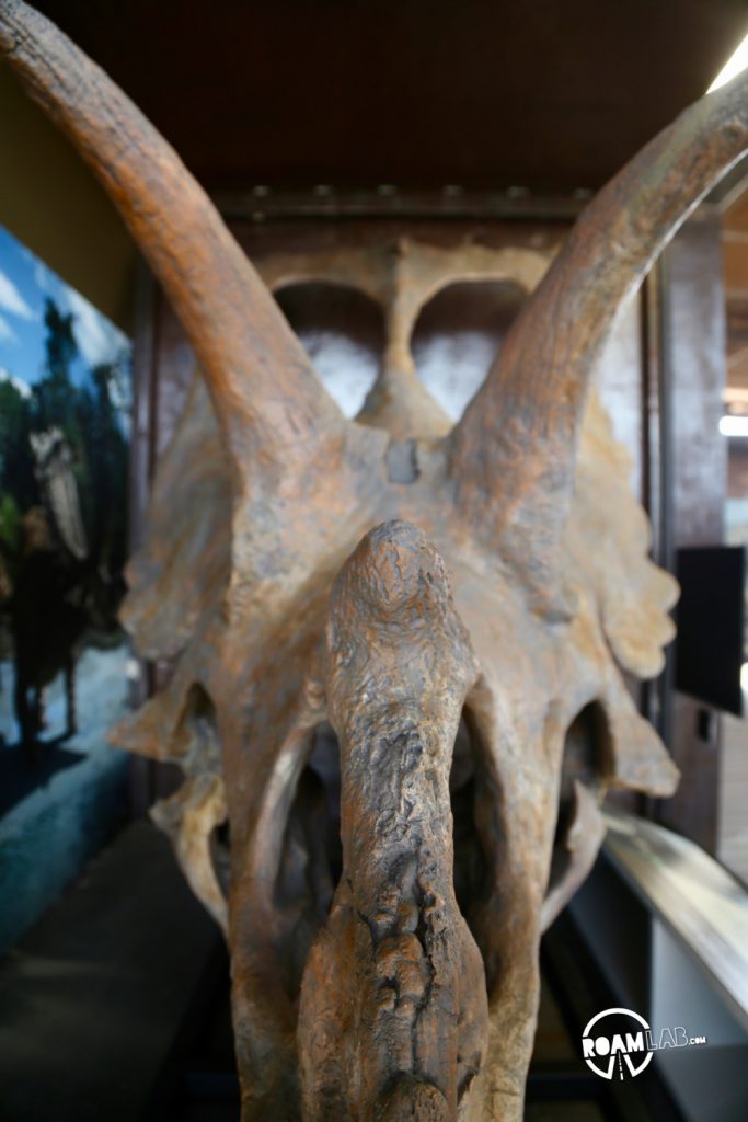 There is a brand new fossil exhibit in Big Bend National Park!