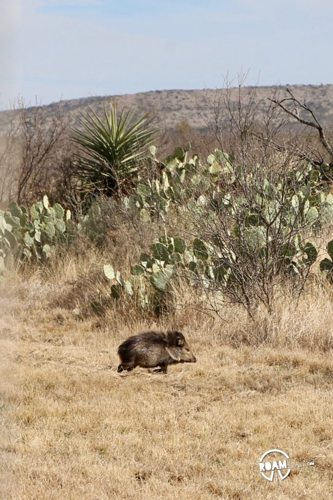 Visions driving along the Texas-Mexico border.