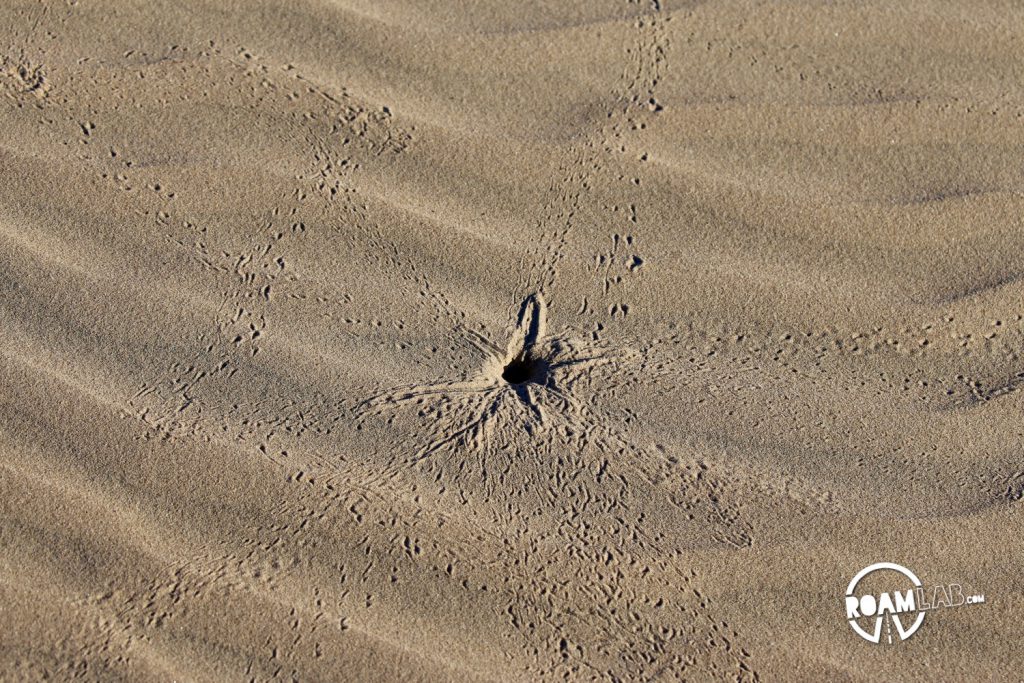 Very little of South Padre island is developed. The rest is rolling sand dunes for the crabs and clams and birds.