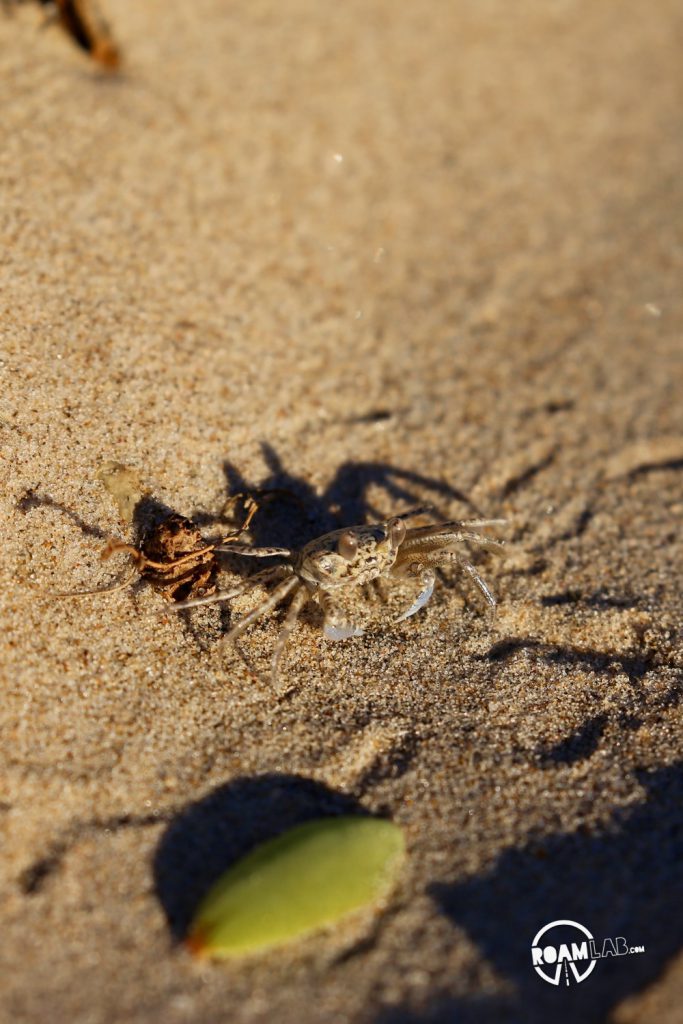 Very little of South Padre island is developed. The rest is rolling sand dunes for the crabs and clams and birds.