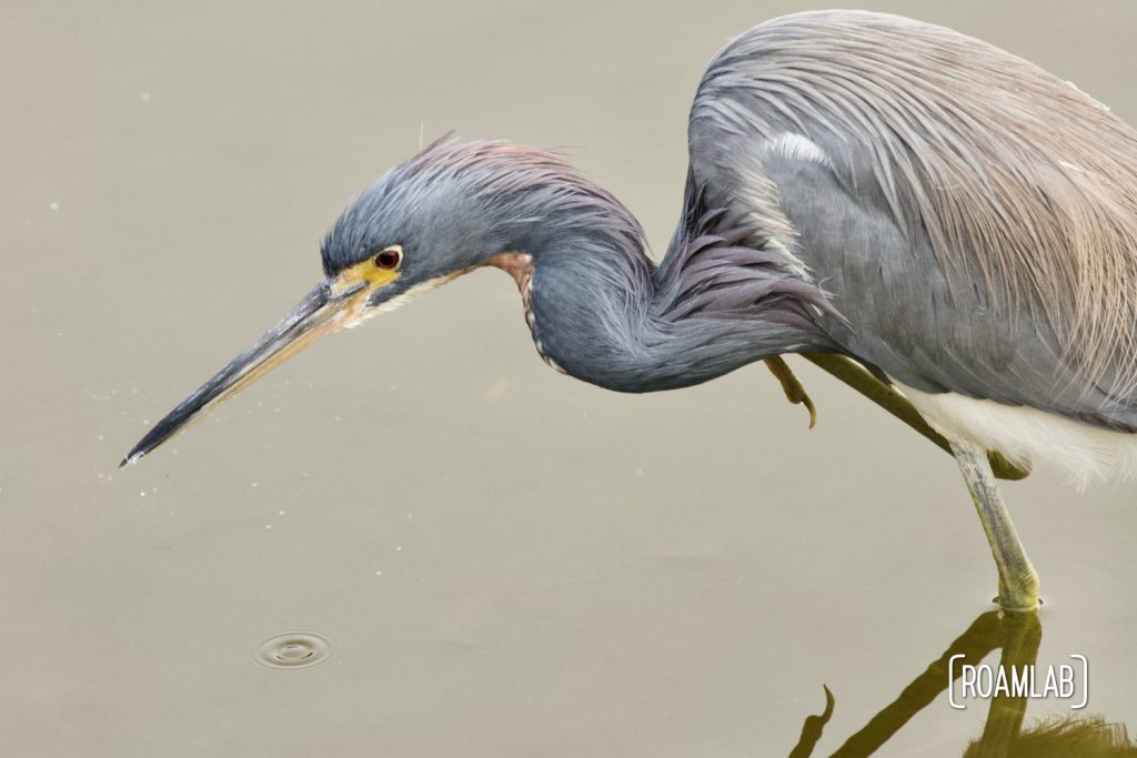 Tricolored heron (Egretta tricolor) at the South Padre Island Birding and Nature Center