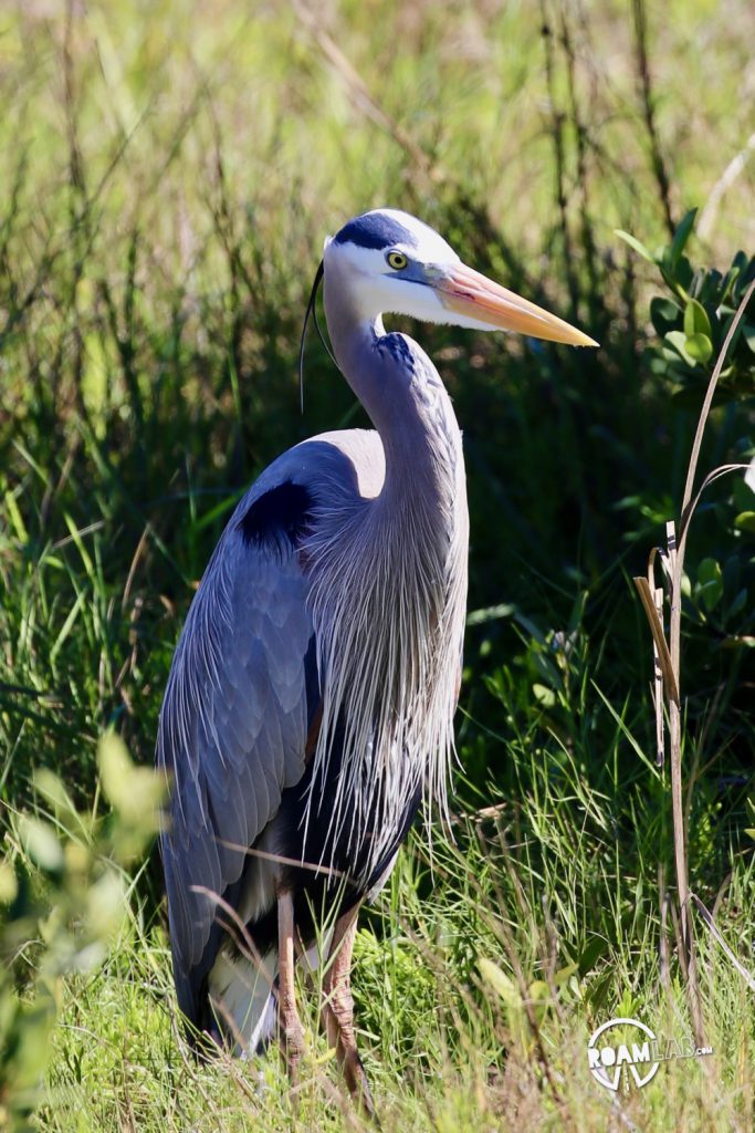 Padre Island is a major birding destination. The island protects a salty, shallow bay, ideal for many birds to rest and eat during their migrations between Mexico and the rest of the USA. The South Padre Island Birding and Nature Center is perfectly located and a mixing of fresh water and salt water.  It is a destination for birds of every variety, and those who wish to see them.