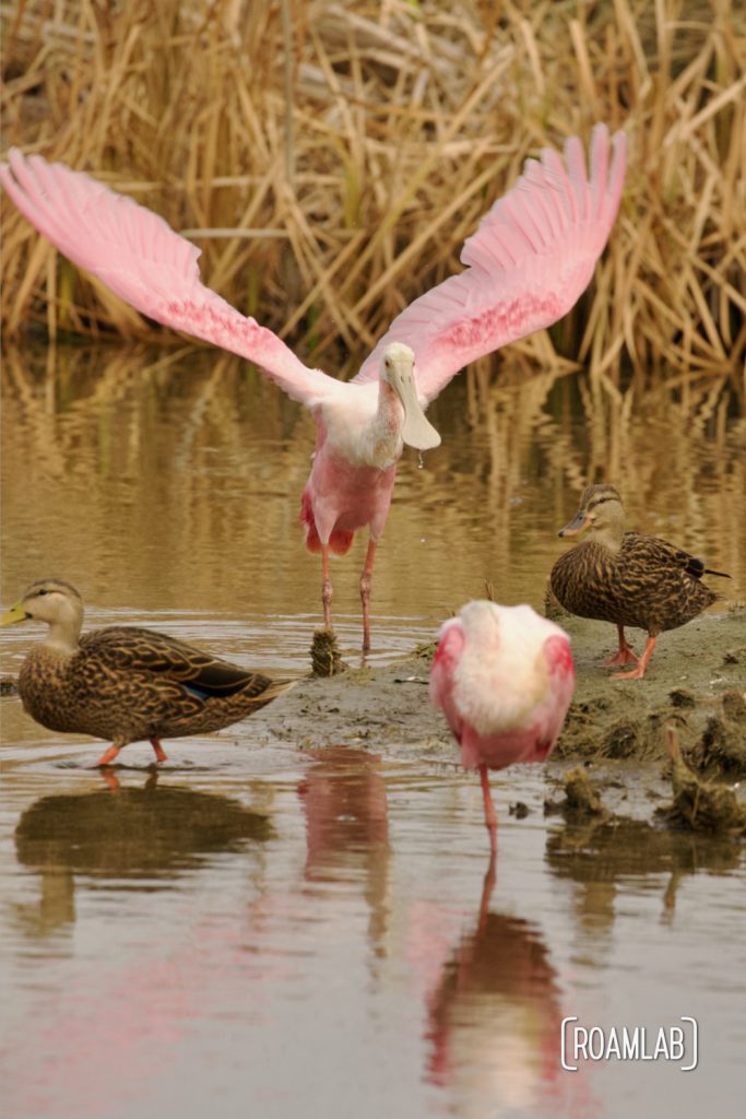 Roseate spoonbill (Platalea ajaja) spreading its wings in a reedy marsh at the South Padre Island Birding and Nature Center