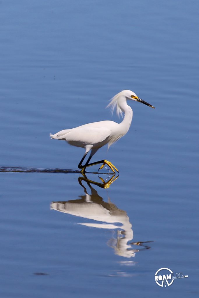 Padre Island is a major birding destination. The island protects a salty, shallow bay, ideal for many birds to rest and eat during their migrations between Mexico and the rest of the USA. The South Padre Island Birding and Nature Center is perfectly located and a mixing of fresh water and salt water.  It is a destination for birds of every variety, and those who wish to see them.