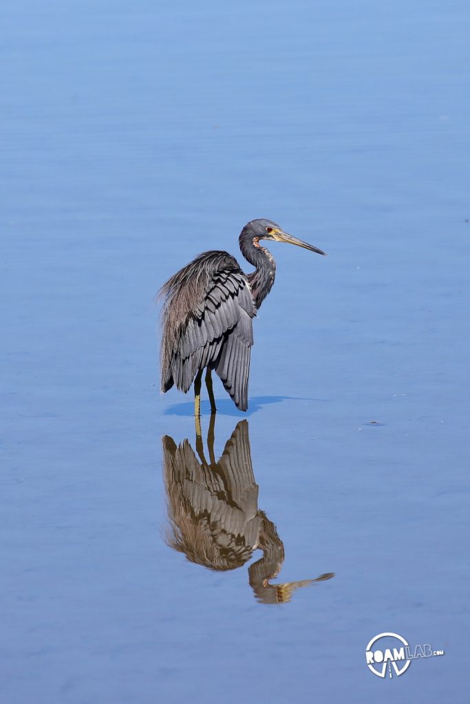 Padre Island is a major birding destination. The island protects a salty, shallow bay, ideal for many birds to rest and eat during their migrations between Mexico and the rest of the USA. The South Padre Island Birding and Nature Center is perfectly located and a mixing of fresh water and salt water. It is a destination for birds of every variety, and those who wish to see them.