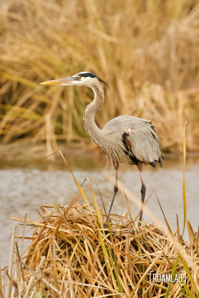 Great blue heron (Ardea herodias) standing on a patch of reeds at the South Padre Island Birding and Nature Center