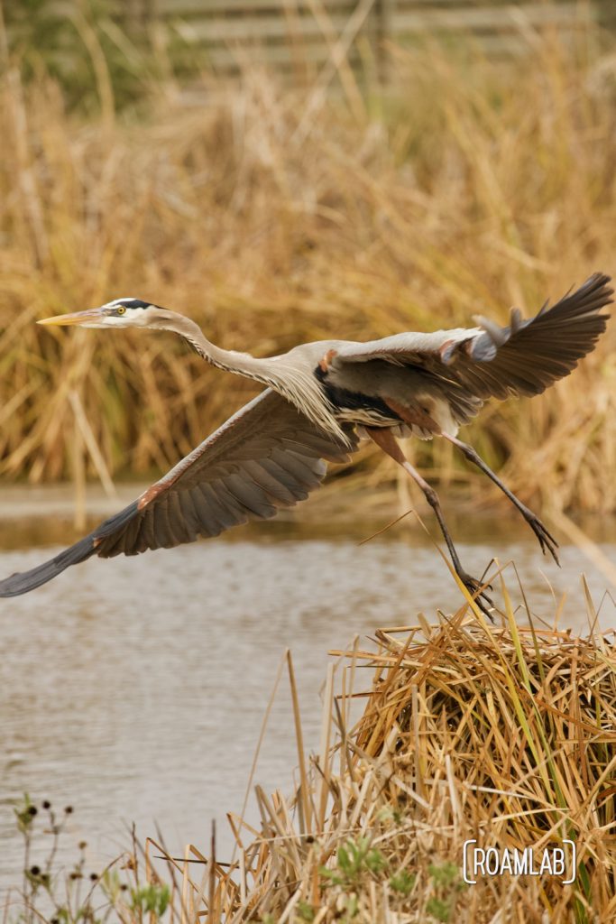 Great blue heron (Ardea herodias) taking wing out of a march at the South Padre Island Birding and Nature Center