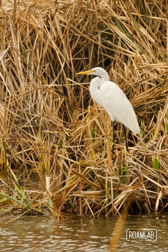 Great egret (Ardea alba) standing among the reeds at the South Padre Island Birding and Nature Center