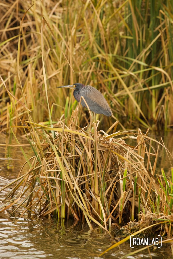 Tricolored heron (Egretta tricolor) standing on a patch of reeds at the South Padre Island Birding and Nature Center