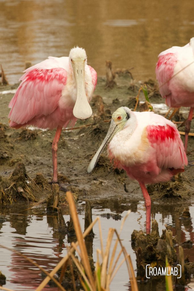 Roseate spoonbill (Platalea ajaja) congregatnig on a patch of mud at the South Padre Island Birding and Nature Center