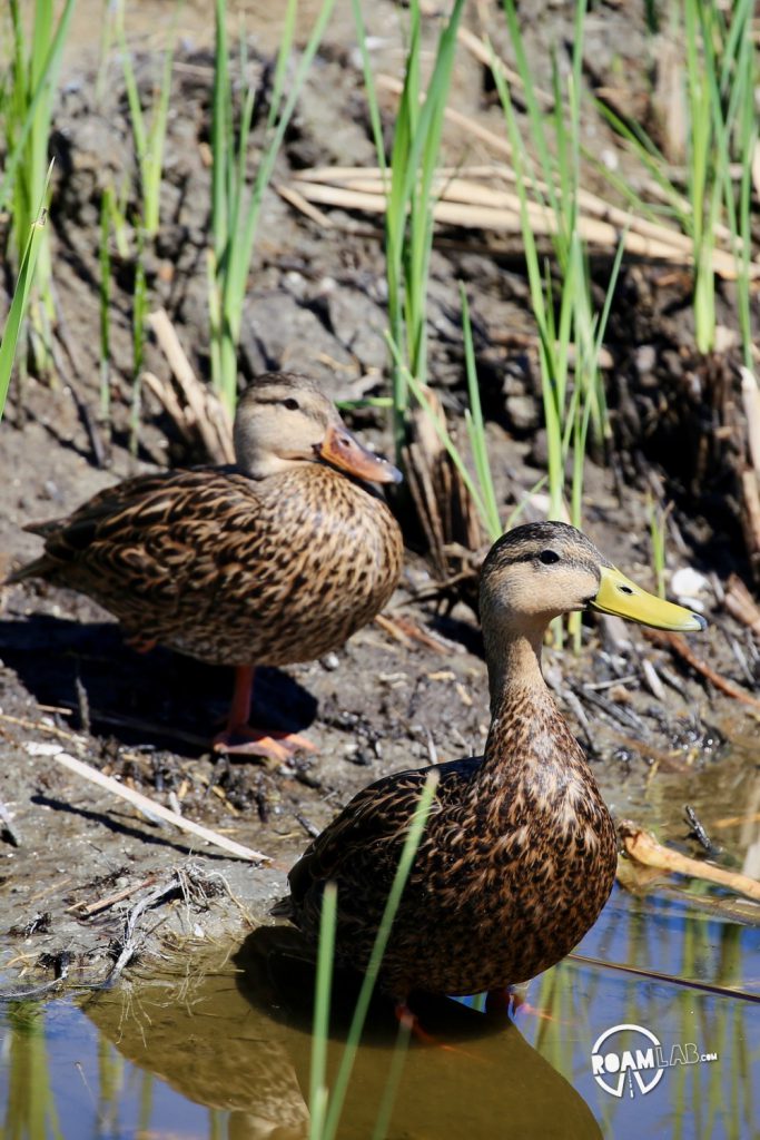 Padre Island is a major birding destination. The island protects a salty, shallow bay, ideal for many birds to rest and eat during their migrations between Mexico and the rest of the USA. The South Padre Island Birding and Nature Center is perfectly located and a mixing of fresh water and salt water.  It is a destination for birds of every variety, and those who wish to see them.