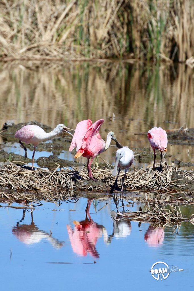 Padre Island is a major birding destination. The island protects a salty, shallow bay, ideal for many birds to rest and eat during their migrations between Mexico and the rest of the USA. The South Padre Island Birding and Nature Center is perfectly located and a mixing of fresh water and salt water.  It is a destination for birds of every variety, and those who wish to see them.