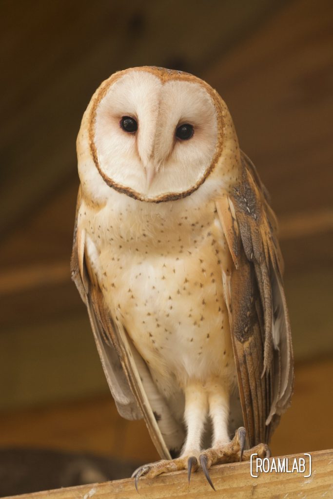 Barn owl (Tyto alba) standing on a perch.  One of the few caged birds at the South Padre Island Birding and Nature Center