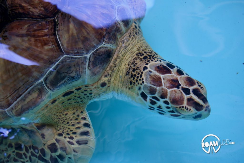 Sea Turtles Inc. originates with Ila Fox Loetscher, the "Turtle Lady of South Padre."