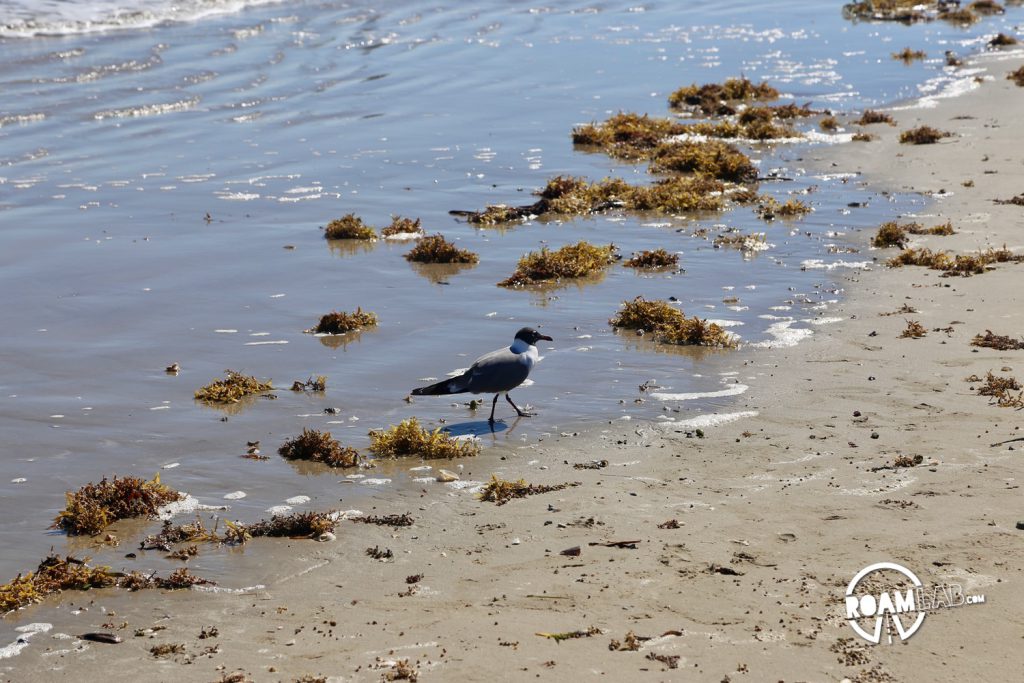 We bid farewell to Padre Island at the Mustang Island State Park Beach and Port Arkansas, Texas.