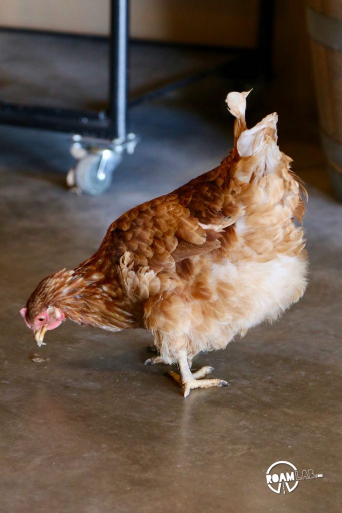 Yes, there were chickens wandering through the Dark Star Cellars tasting room.