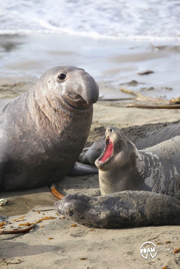 A family portrait on Piedras Blancas Friends of the Elephant Seal