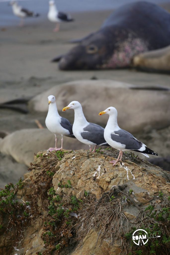 Gulls perch over the relaxed bodies of elephant seals on the beach.