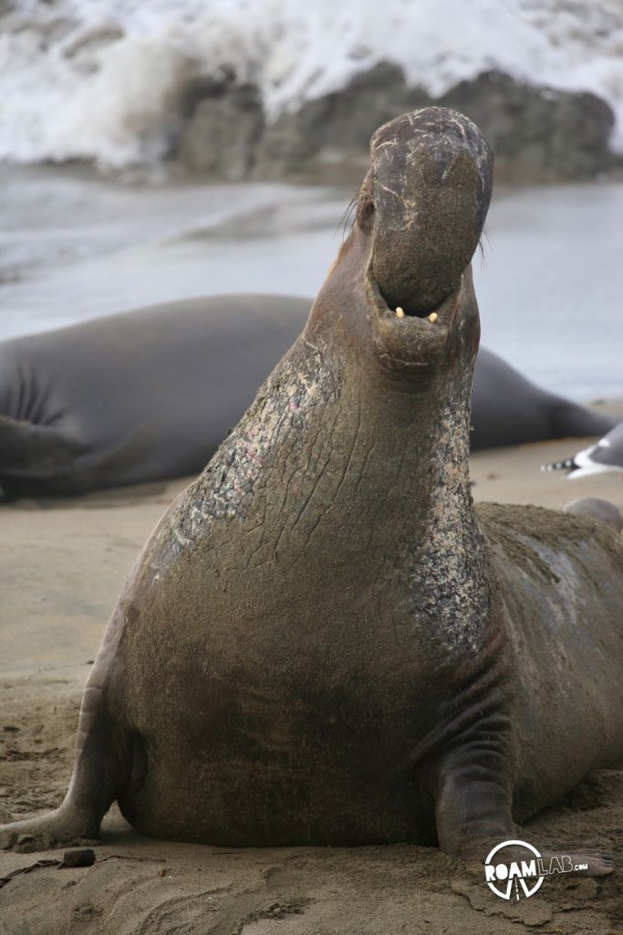A male elephant seal demonstrates his dominance. It is a challenge to any encroaching males.