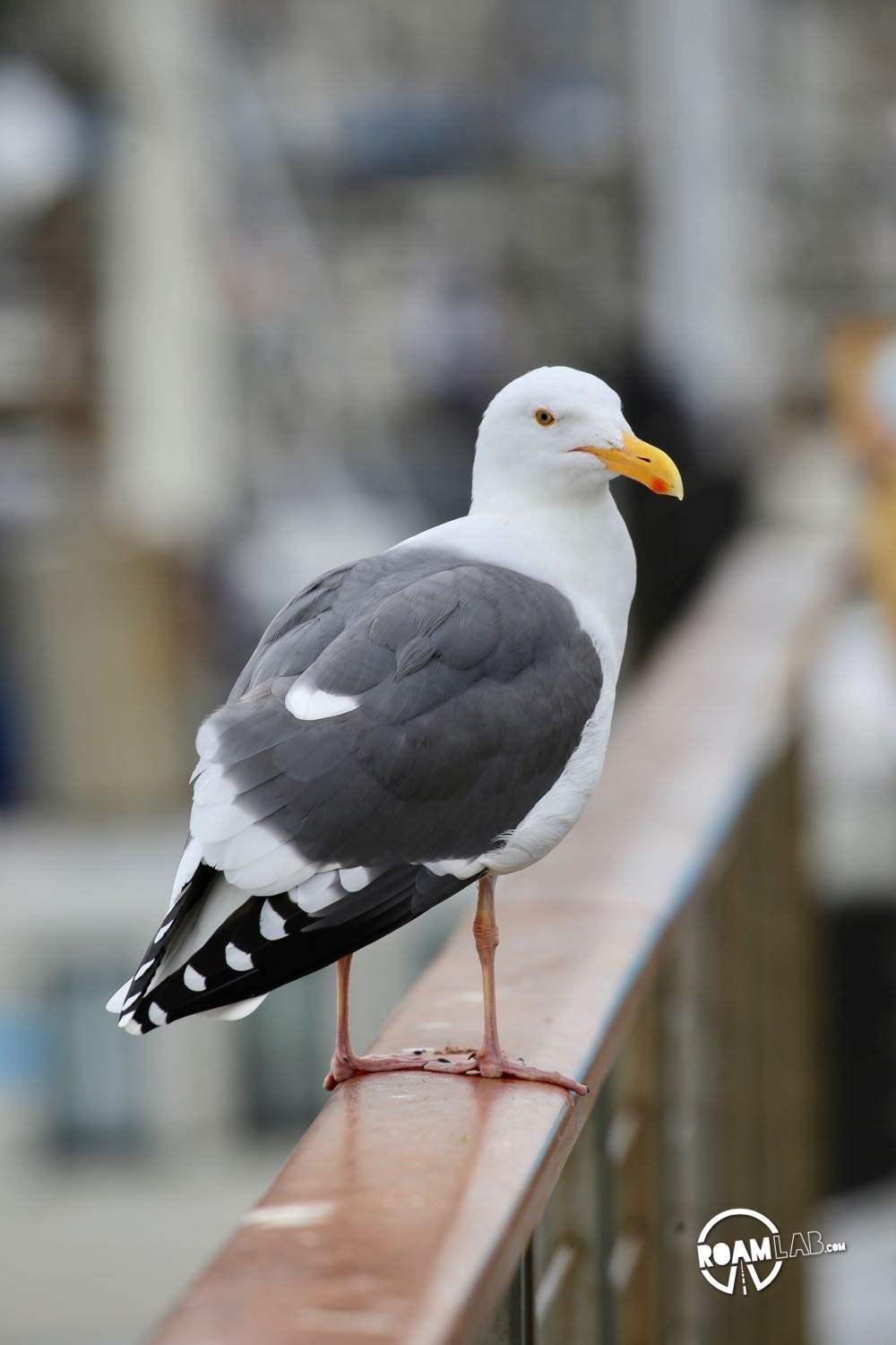 Gull on a rail in Morro Bay, California