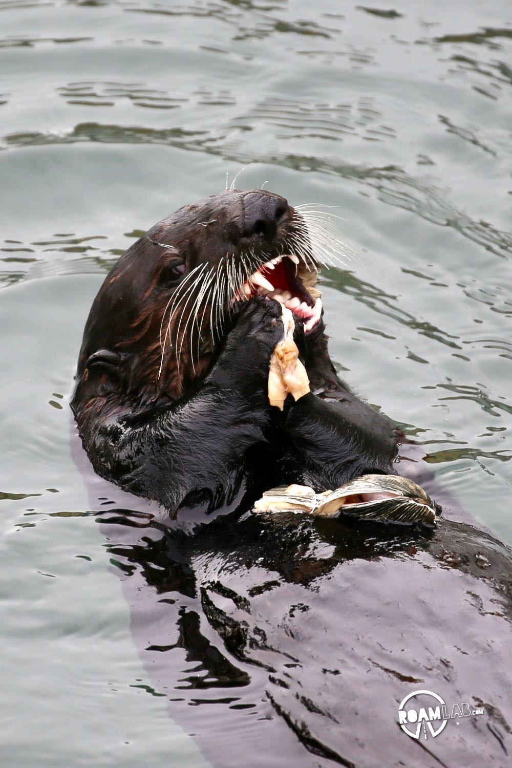 Sea otter chomping down on a gigantic clam in Morro Bay, California