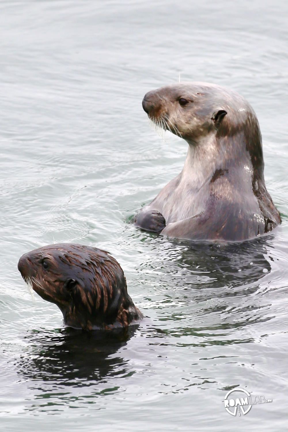 Mother sea otter and her pup in Morro Bay, California