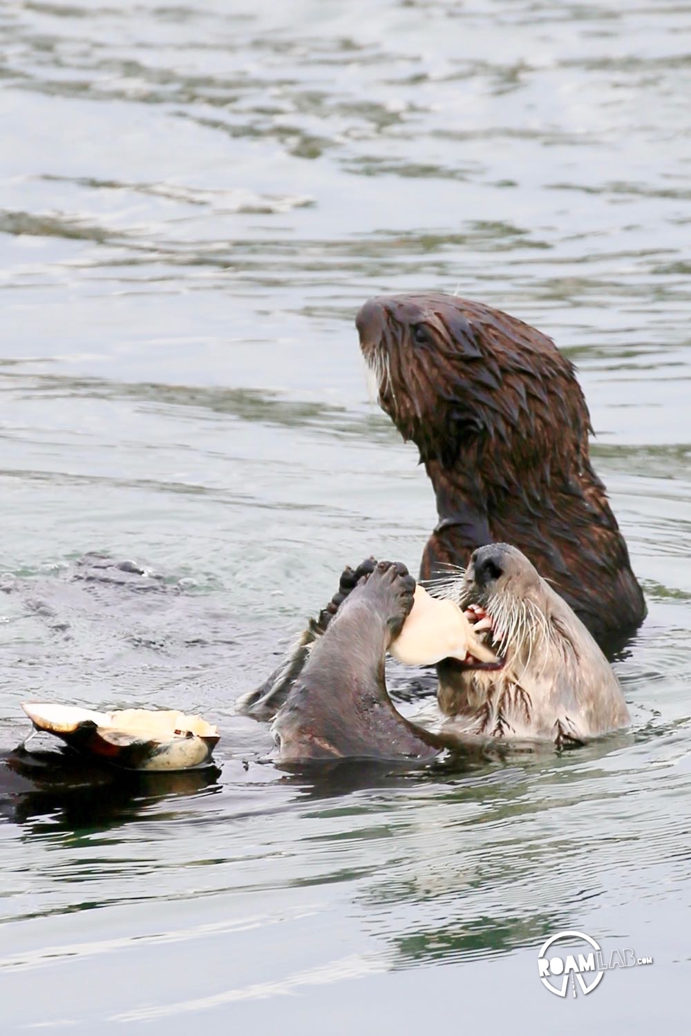 Mother sea otter fishes a clam out of Morro Bay. The pup is not so skilled.