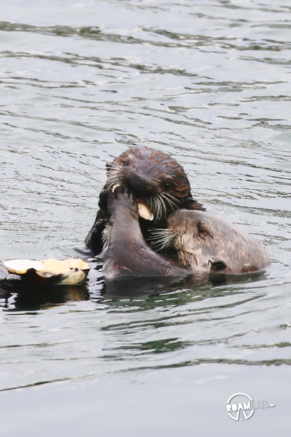 Mother sea otter shares her clam with her pup.