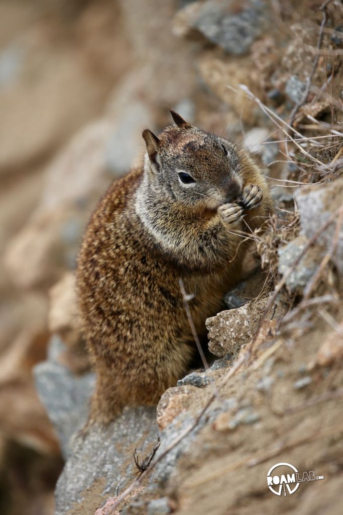 Ground squirrel eater in Morro Bay, California