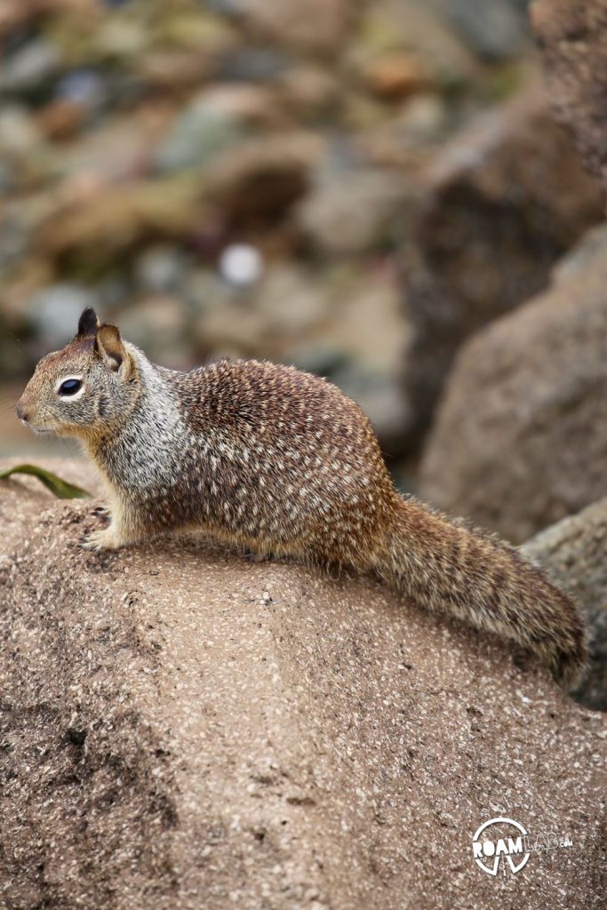 This ground squirrel in Morro Bay has its eyes on you.