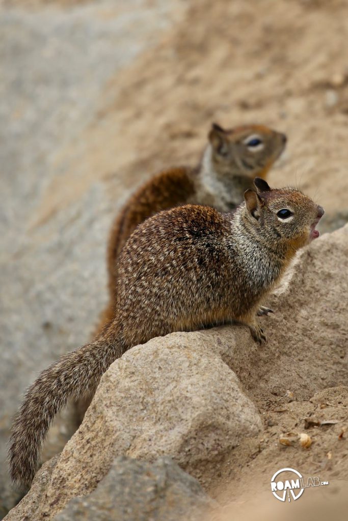 Dual ground squirrels on alert in Morro Bay, California