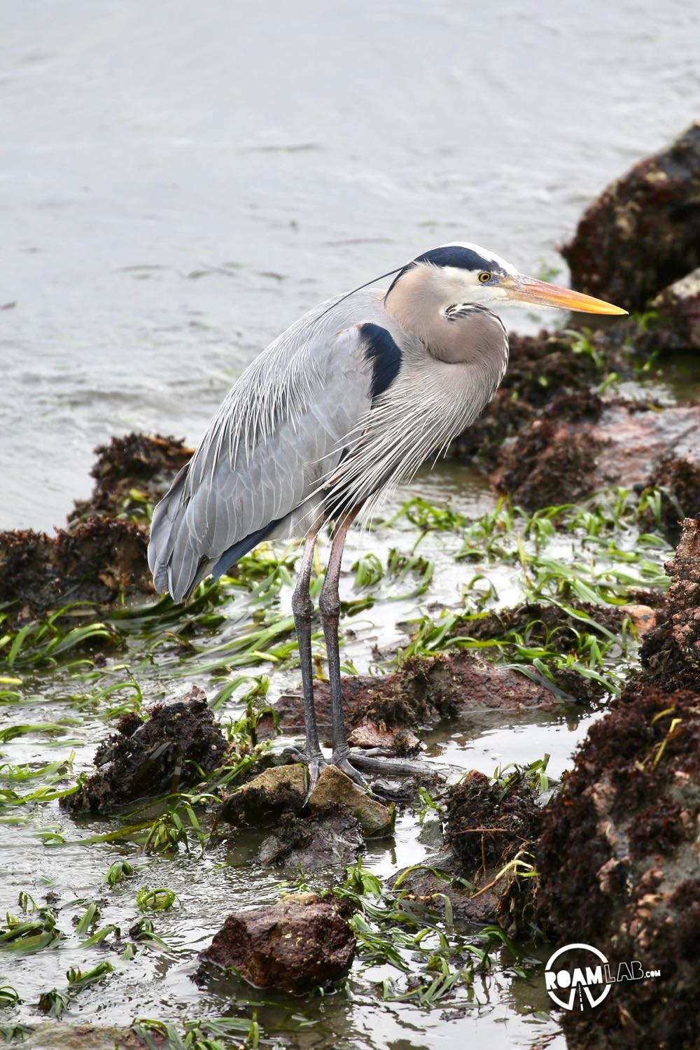 A great blue heron in Morro Bay, California