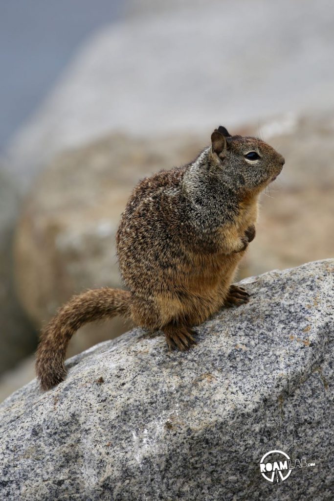 Ground squirrel squats in Morro Bay, California