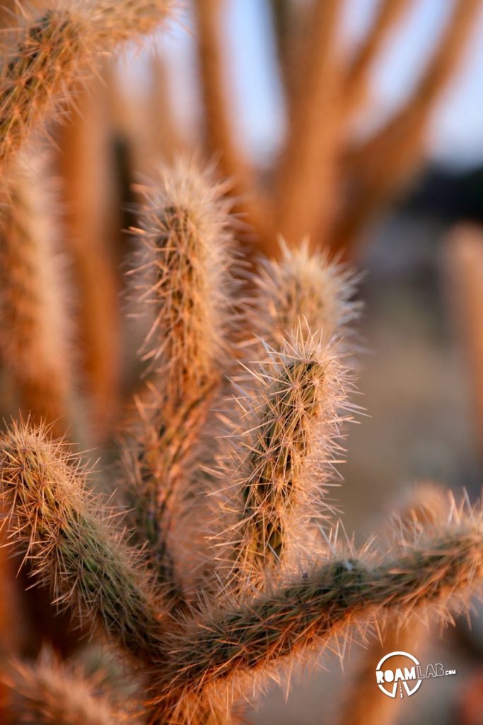 Gander's Cholla a relatively recently recognized subspecies of the Buckhorn Cholla back in 1995. It is one of the two most common cholla found in Anza-Borrego Desert State Park.