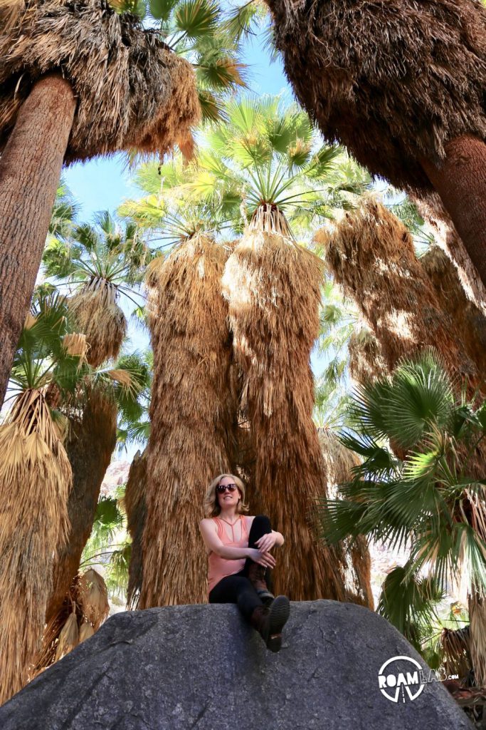 Sitting among the eponymous palms of Borrego Palm Canyon Trail in Anza-Borrego Desert State Park
