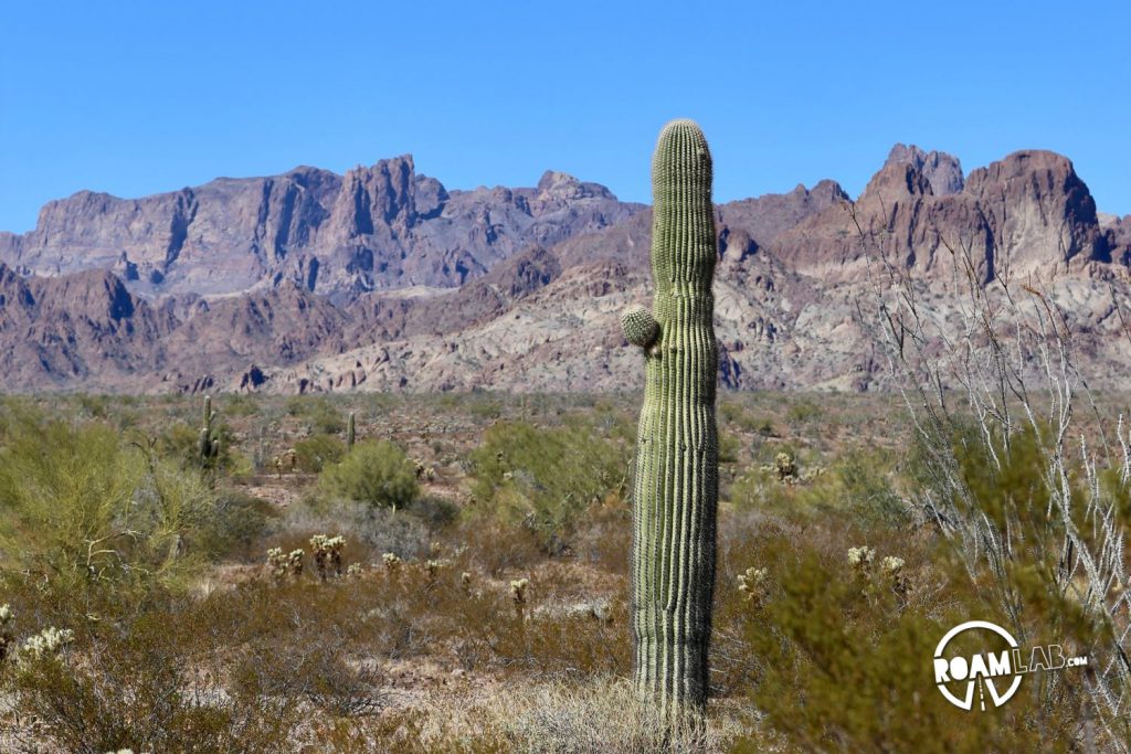 A vision of the Yuma Desert and Kofa National Wildlife Refuge, Arizona