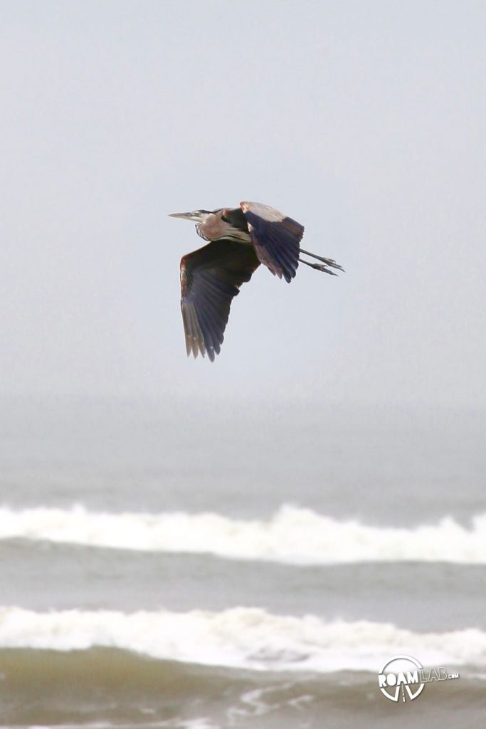 Great blue heron in flight along Surfside Beach, Texas