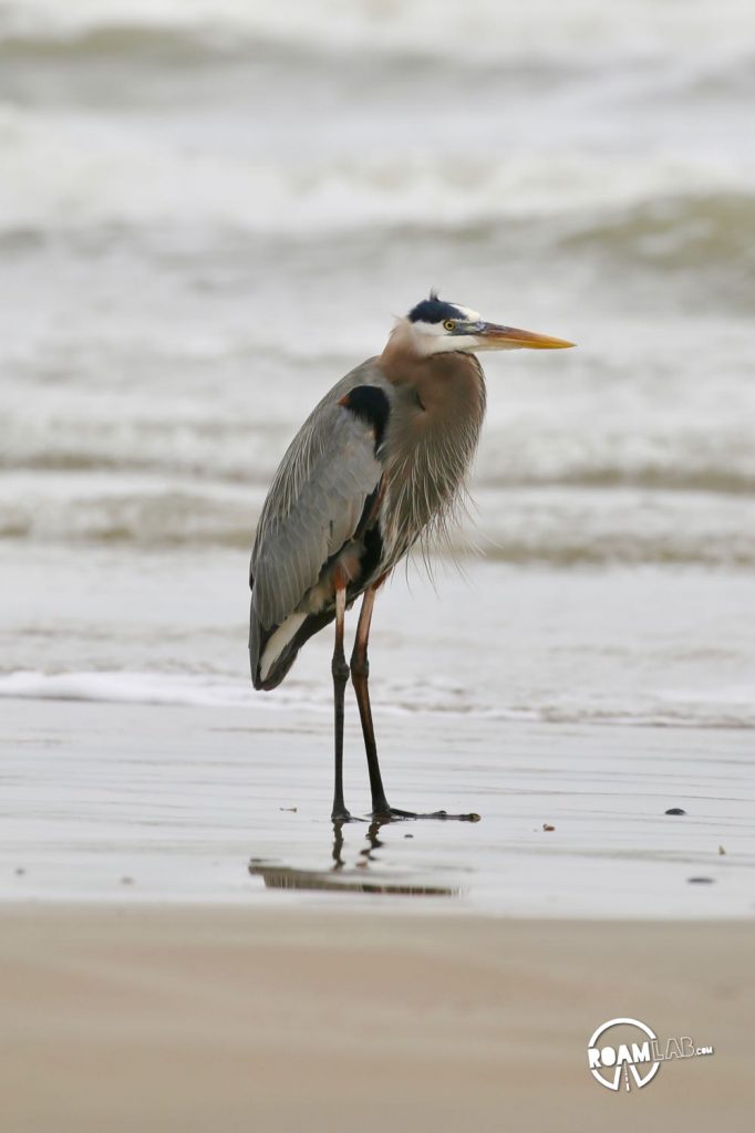 Great blue heron along Surfside Beach, Texas