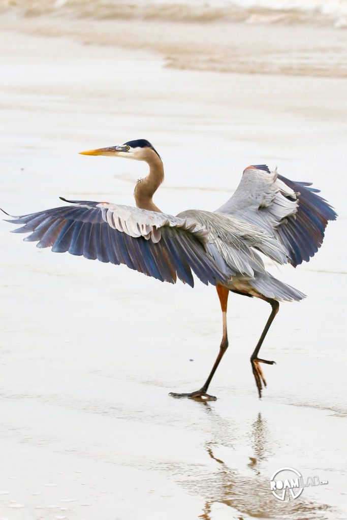 Great blue heron landing in Surfside Beach, Texas