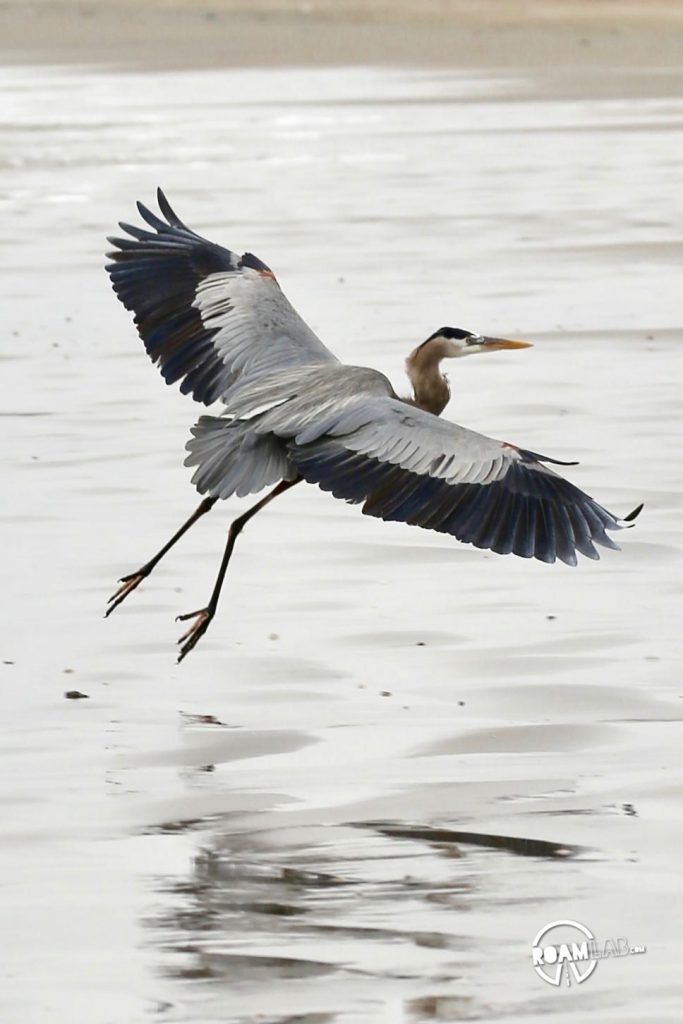 Great blue heron taking flight along Surfside Beach, Texas