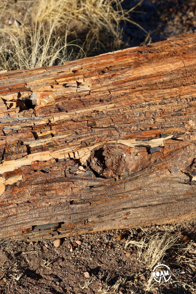 Painted Landscapes, Petroglyphs, And An Ancient Rainforest In Petrified Forest National Park