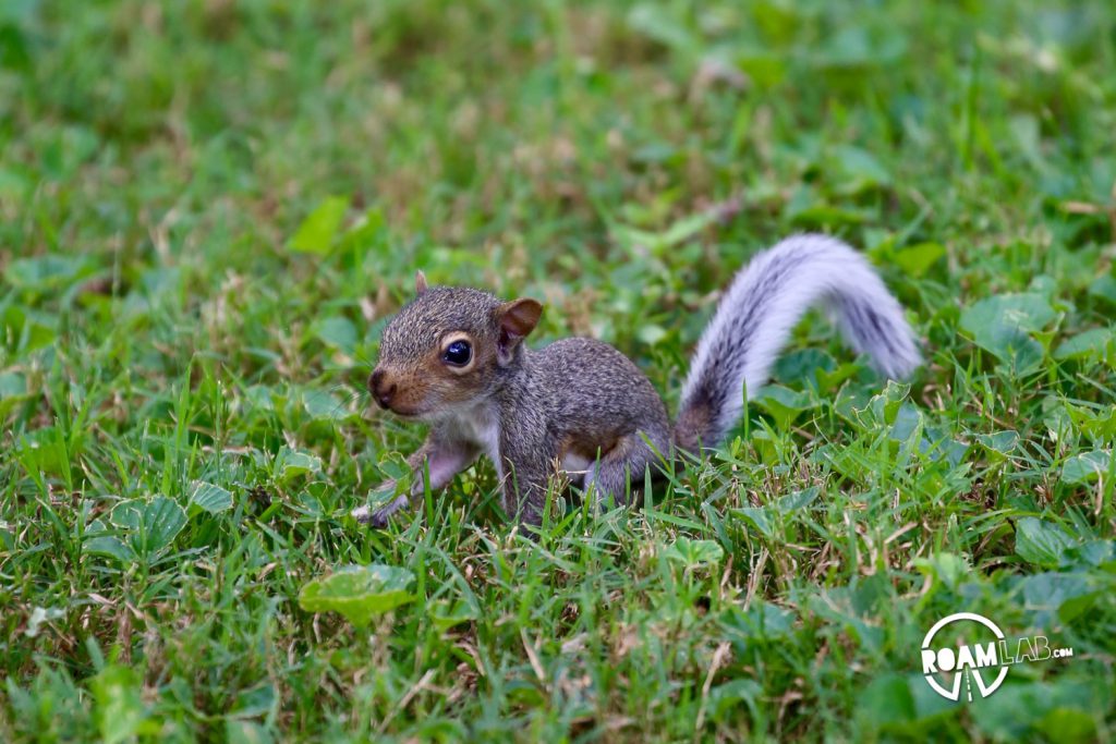 A lot of people have asked us about how we got so close to the cute couple of squirrels that have been showing up a lot on our Instagram Feed. In this 5 step series, I'll tell the tale of Tenzing, Hillary, Cowboy, and myself and the rollercoaster of experiences from rehabilitation to release.