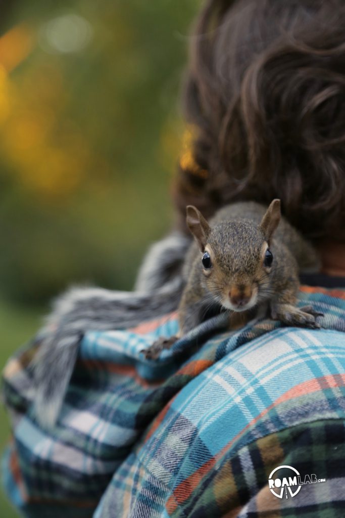 A lot of people have asked us about how we got so close to the cute couple of squirrels that have been showing up a lot on our Instagram Feed. In this 5 step series, I'll tell the tale of Tenzing, Hillary, Cowboy, and myself and the rollercoaster of experiences from rehabilitation to release.