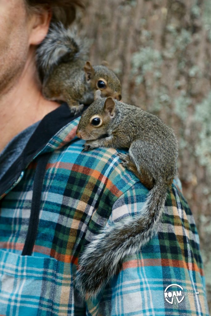 A lot of people have asked us about how we got so close to the cute couple of squirrels that have been showing up a lot on our Instagram Feed.  In this 5 step series, I'll tell the tale of Tenzing, Hillary, Cowboy, and myself and the rollercoaster of experiences from rehabilitation to release.