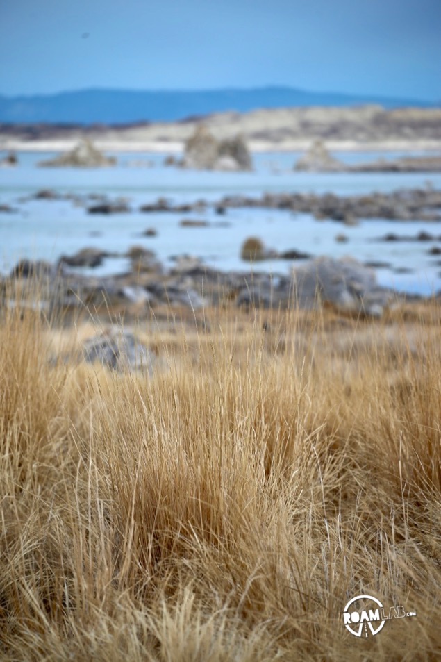 Buildups of calcium carbonate minerals form the limestone towers characteristic of Lake Mono and a product of the alkaline water.