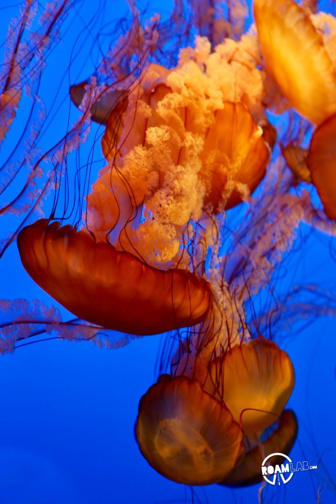 Halls of sea otters, jellies, tropical fish, seahorses, octopus, and other aquatic wonders on display at the Monterey Bay Aquarium.