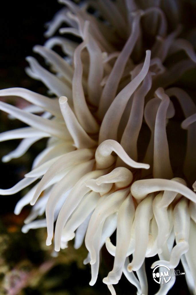 Halls of sea otters, jellies, tropical fish, seahorses, octopus, and other aquatic wonders on display at the Monterey Bay Aquarium.